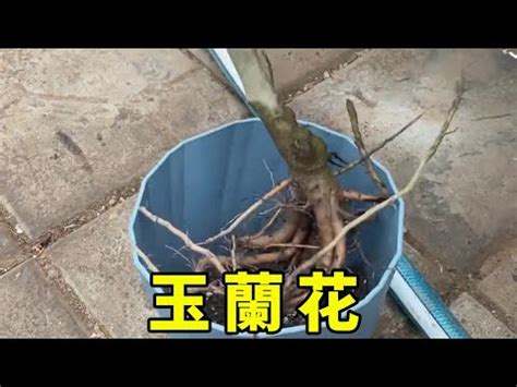 金玉蘭花種植|玉蘭花的栽培與管理方法